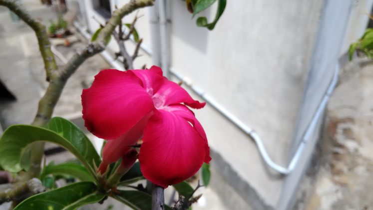 Zenfone Live Rear Camera samples