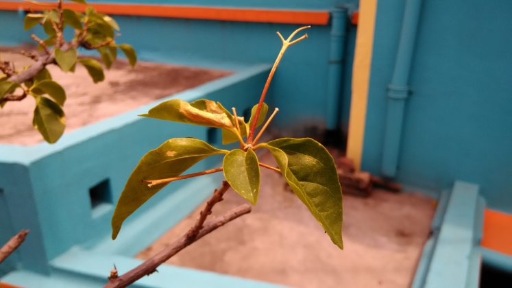 Zenfone Live Rear Camera samples