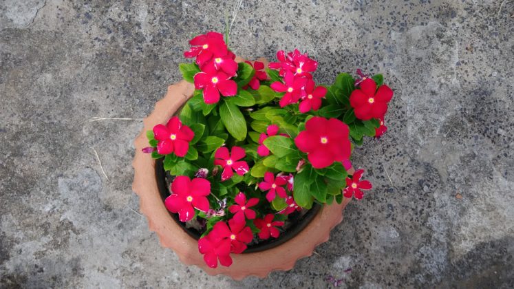 Zenfone Live Rear Camera samples